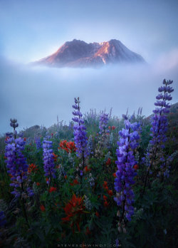 j-k-i-ng:  “Fog Wildflowers“ by | Steve