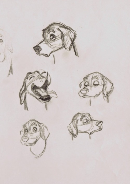 the-disney-elite:Milt Kahl’s character studies for Pongo from Walt Disney’s 101 Dalmatians.  