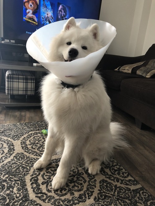 neothesamoyed: Ice cream cone boy