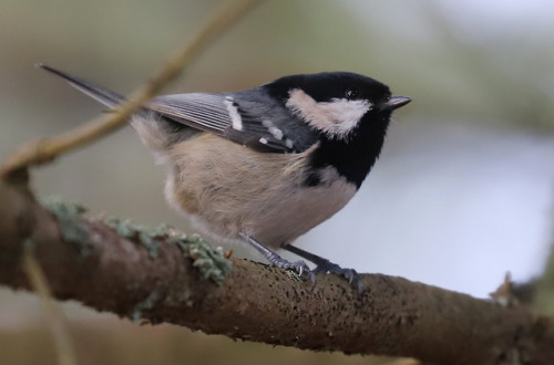 michaelnordeman:Long-tailed tit, Willow tit, Great tit and Coal tit.
