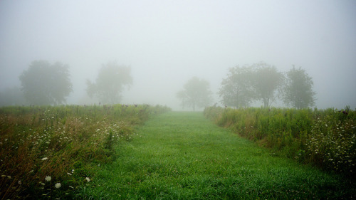 Foggy Morning Meadow by Kevin Smay on Flickr.