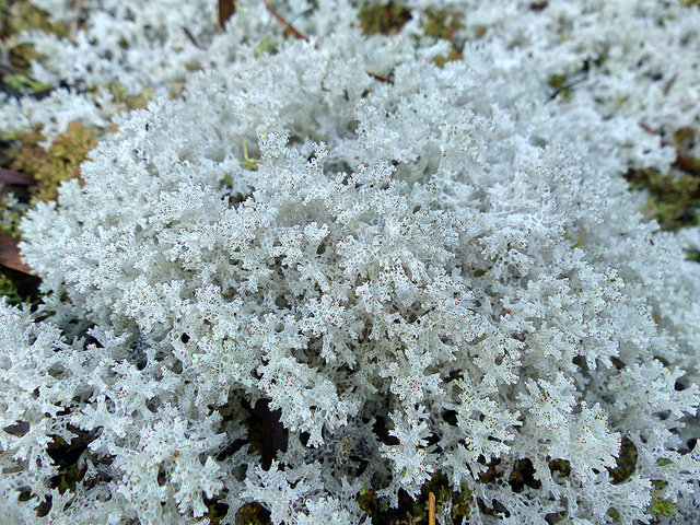 Nature and more: Coral Lichen - Cladia retipora Also referred to...