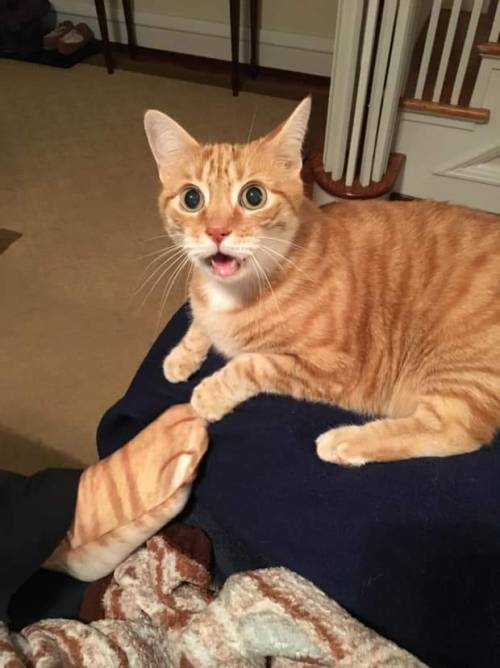 surprisedcat: Copy cat startled him