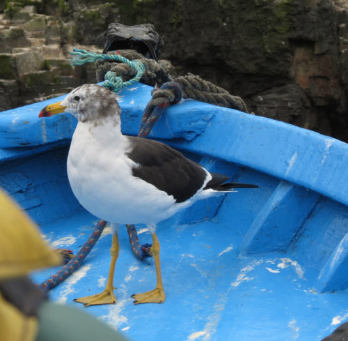 Belcher&rsquo;s gull, Pucusana beach. Lima-PeruSource: http://wingandsong.wordpress.com