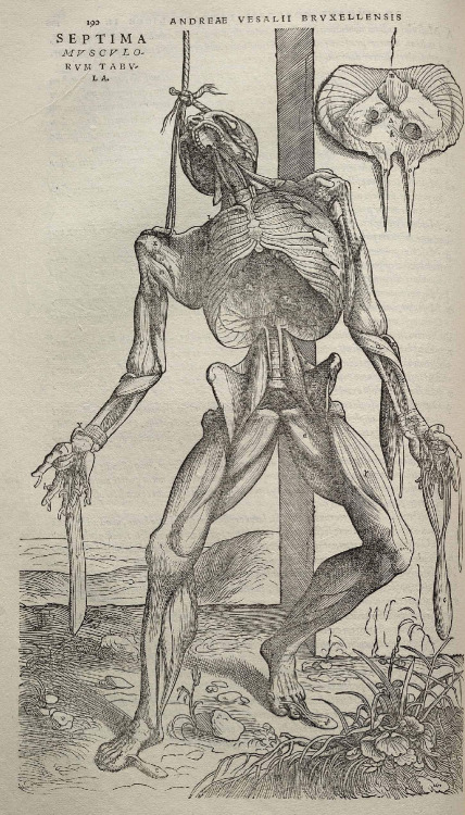 Andreas Vesalius was an anatomist, physician, and author of one of the most influential books on hum