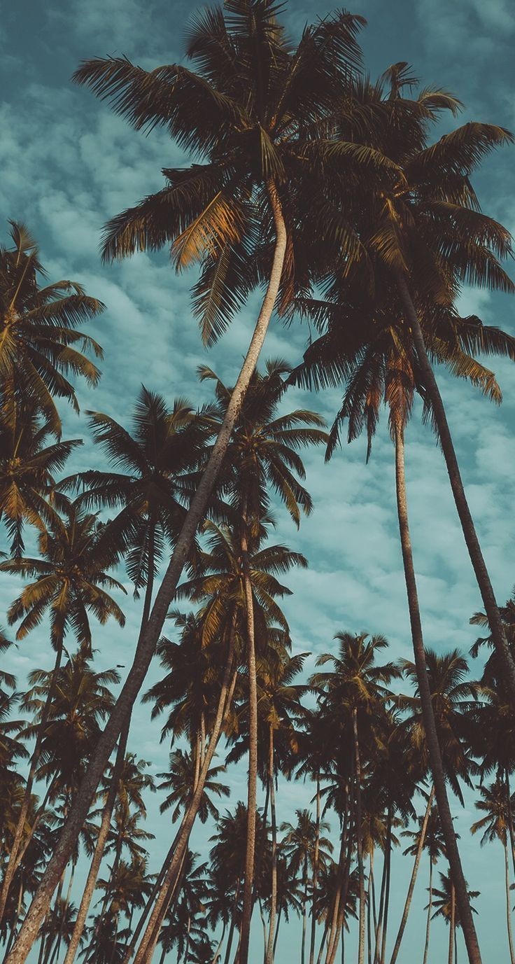 Wallpapers para Celular — Pedido tropical