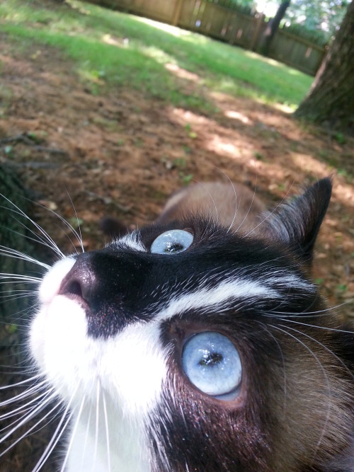 platinize:  ******* IMPORTANT: CATS ARE GOING TO BE TRAPPED AND EVEN MURDERED BY LOCAL ANIMAL CONTROL DUE TO FELINE LEASH LAWS******** Hey, you see that cat? He’s mine, his name is Mocha, he and his two brothers are rescues. I love them to death, as