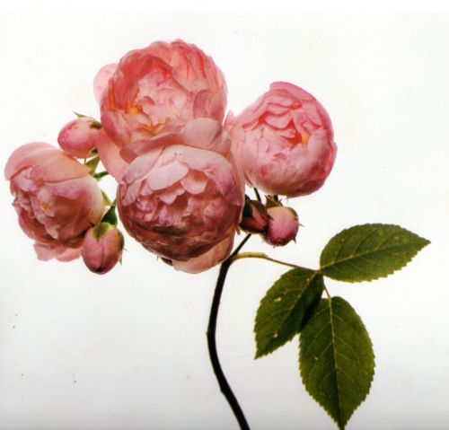 pink raubritter roses by irving penn (1971)