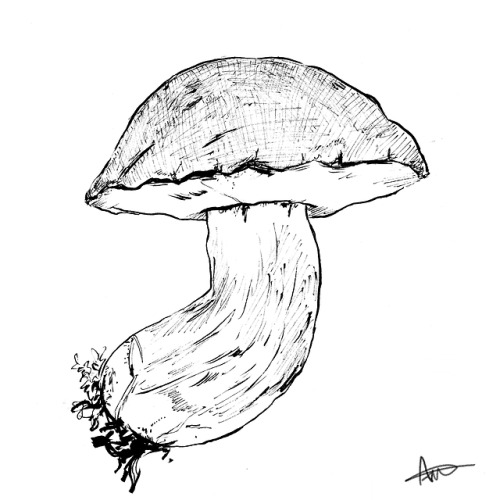 ashydrawsthings:Inktober - Week 1. Settled for a simpler prompt this year around.In order, the mushr