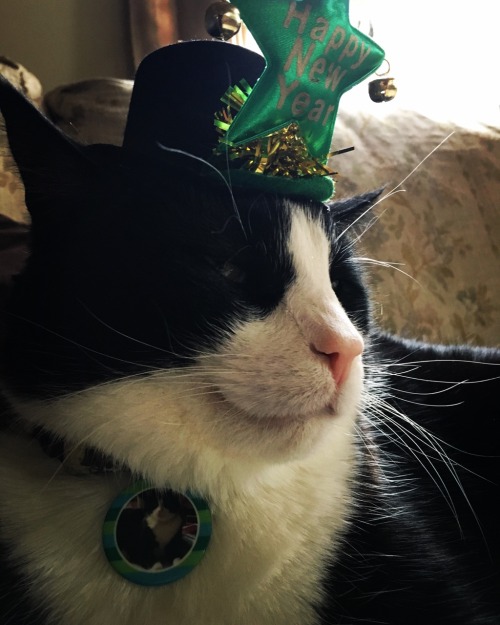 Happy New Years Eve, and Happy Caturday from Horatio!