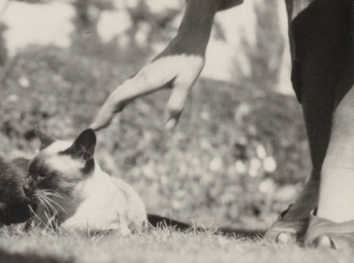 speciesbarocus: A cat named Sappho (1947). &gt; Photos by Virginia Woolf.