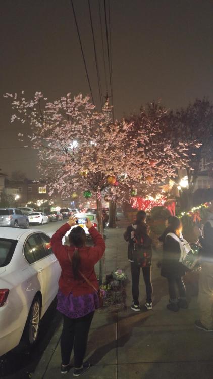 &ldquo;The warmest December in NYC caused this Cherry Blossom to think it is spring and bloom. Saw t