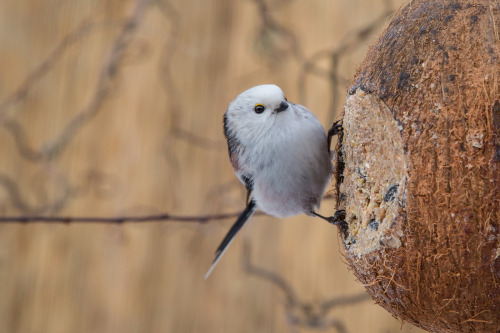 Long-tailed Tit (Aegithalos caudatus) &gt;&gt;by Matthias Kahrs (1|2|3)