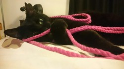 bdsmgeekshop:  tieduptee:  Zoe Zoe Cat playing with @bdsmgeekshop pink rope!➰😻➰  What a cutie.