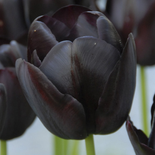 XXX serenepristine:  BLACK/DARK FLOWERS for all photo