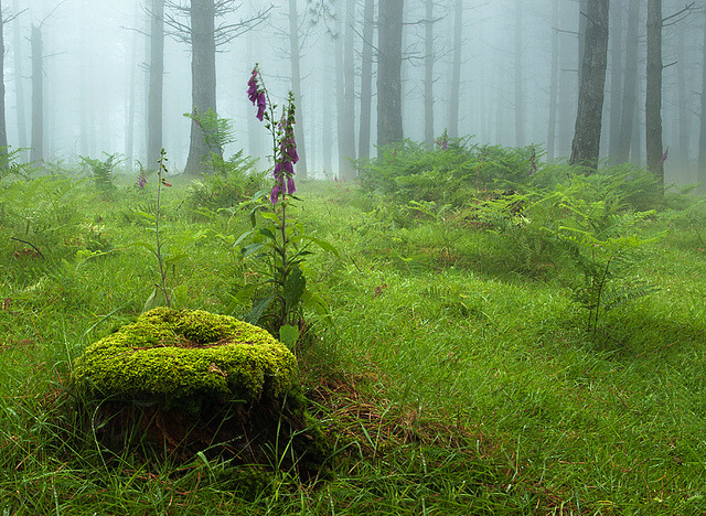 90377:  untitled by DanyssPhoto on Flickr.