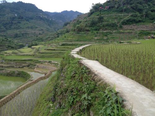 Banaue and Batad Rice Terraces were totally rad! OMG so cool! I hiked around the town of Banaue (bot