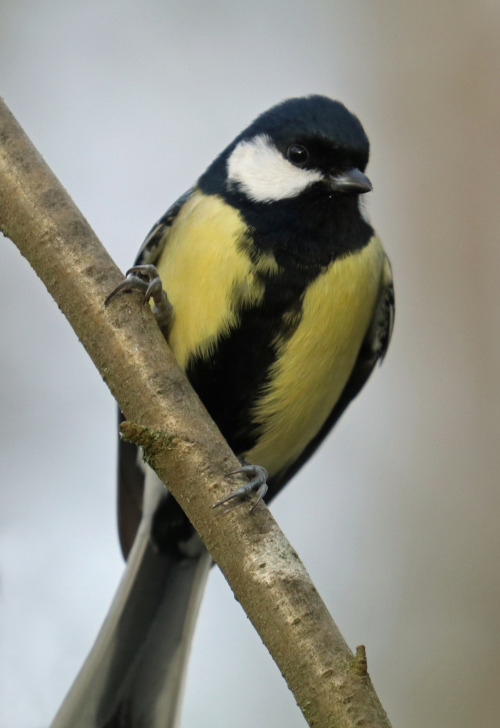 Great tit/talgoxe.