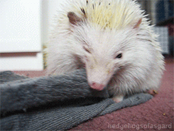 hedgehogsofasgard:  Týr vs sock 