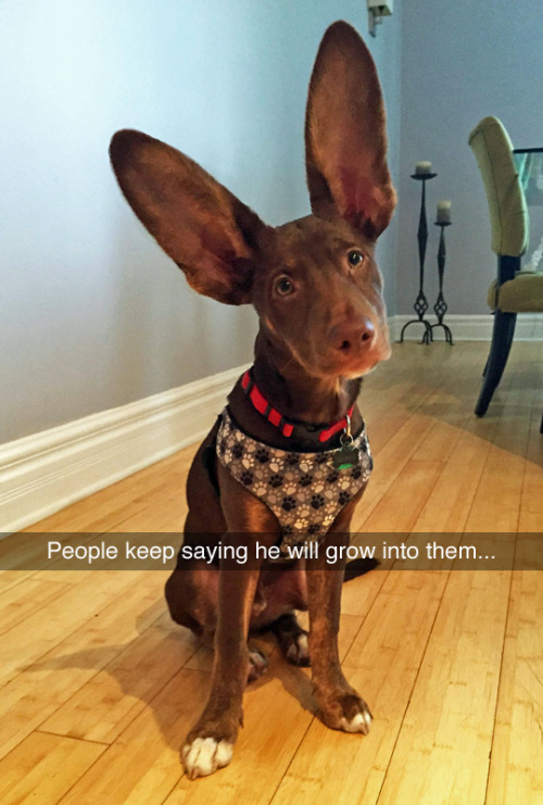 tastefullyoffensive:  What breed of bat is this? (via tree_dweller) 