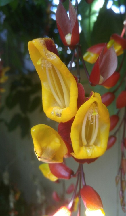 Thunbergia mysorensis is in the family Acanthaceae. Commonly known as Indian Clock Vine, it is nativ