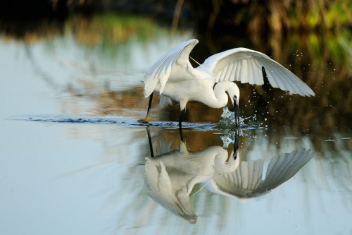 Little Egret (Egretta garzetta) >>by Renzo Gaudenzi