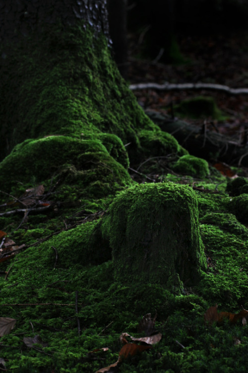 greenreblooming: walking the woods #172 *photo 17 october 2015