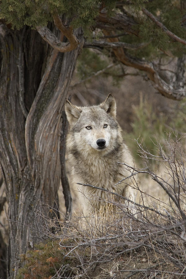 beautiful-wildlife:Timber Wolf by Carol Gregory