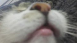 Unflattering Cat Selfies