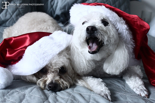 Christmas Is Coming!/ Natal Est Chegando!