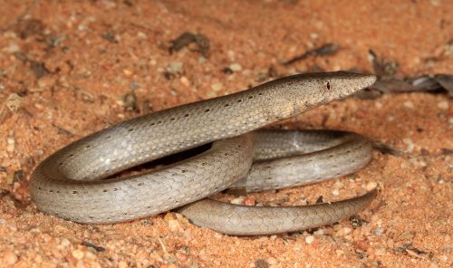 megadiverse:typhlonectes:Burton’s Legless Lizard (Lialis burtonis)… also known as the New Guinea leg