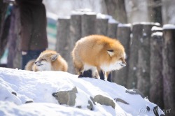 A-Fantastic-Fox:set Floof To Maximum…. *Ffffffoomp* Fwoofy Fawx Yiss