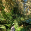 mosswaterlichentree