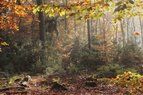 Autumn capitol of the world