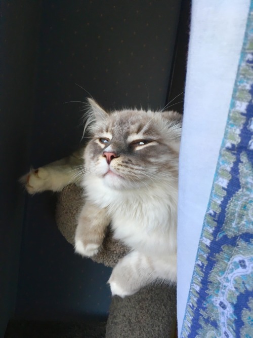 kittehkats: iwouldlovetoeatyourtoast: when your cat has Meme Face™ “Smug like a boss, if