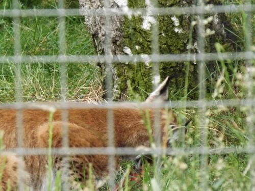 azvolrien: You also don’t see the lynx very often - their enclosure has a lot of hiding places for t