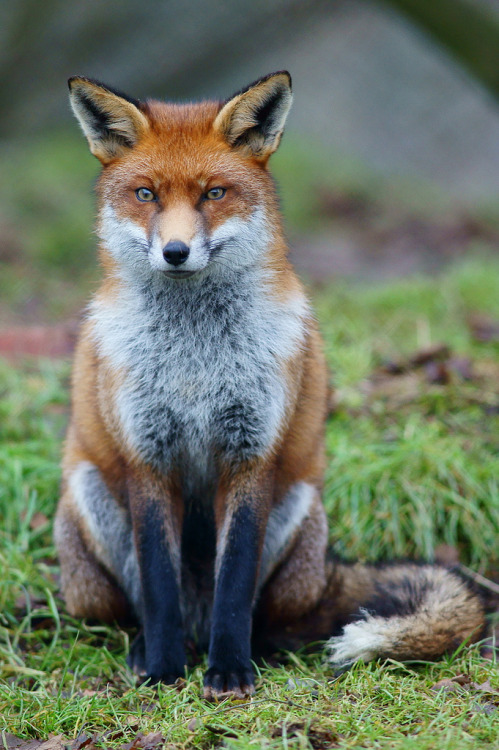 Fox trivia: The Red Fox is the largest of the true foxes and most abundant member of the Carnivora, being distributed across the entire Northern Hemisphere from the Arctic Circle to North Africa, Central America and Asia. Its range has increased...