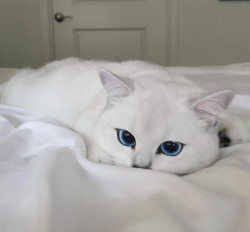 sixpenceee:  Meet Coby the cat. I think his eyes are brighter of all the colors.