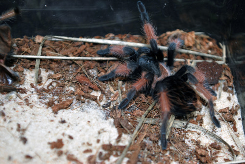 theswedishspiderman: Brachypelma emilia “ Mexican redleg ”