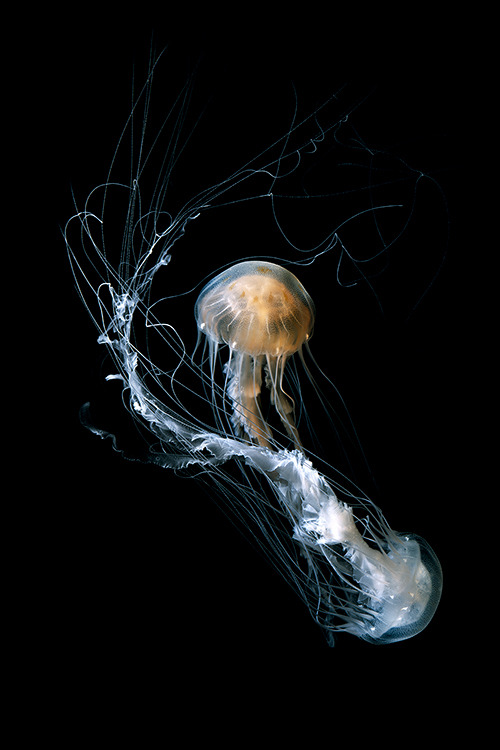 Medusa, by Guido Mocafico.
