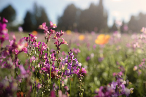 floralls: The autumn garden by  Jan Hruska