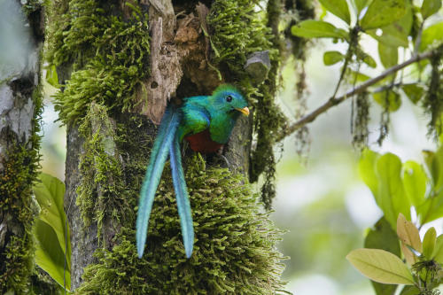 badass-bharat-deafmuslim-artista:whencookiesscream:I decided the other week that the Quetzal is 