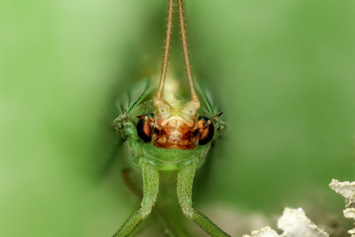 Lacewing, Coventry CT, 4.4.15 by Macroscopic Solutions on Flickr.More Animals here.