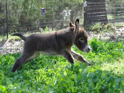 awwww-cute:  Baby donkey goes for a trot burriro 