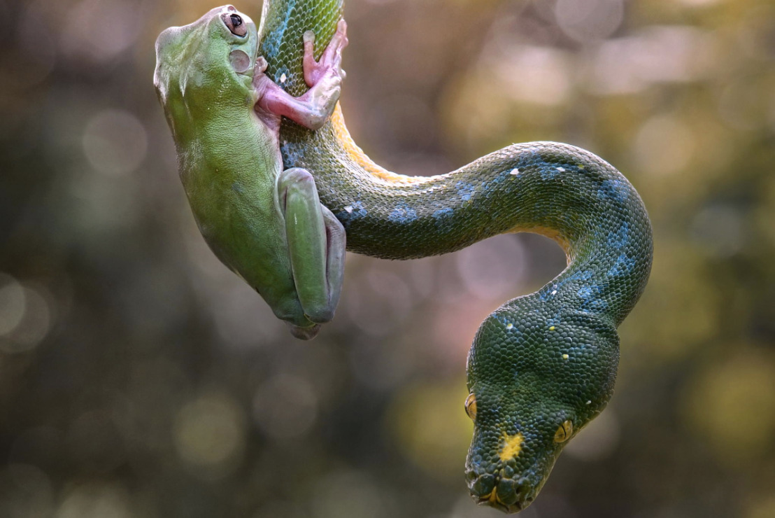 trebled-negrita-princess:  divineapprehension:  nubbsgalore:  tree frog and tree