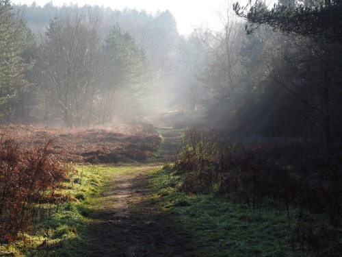 Bintree Woods, Norfolk.January 2021