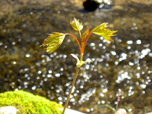 “Nature’s first green is gold” as Robert Frost wrote. Young maple by the stream th