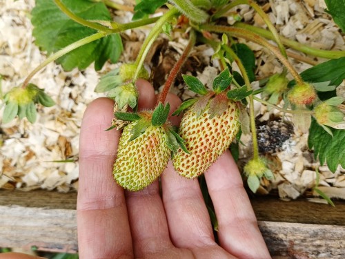 Some of the first strawberries to show signs of ripening are the ones I planted last, at the orchard