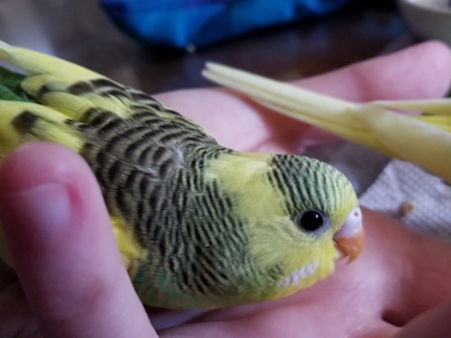 Kappa flew three times today, and hung out with mom and dad on the bird playground for a little whil