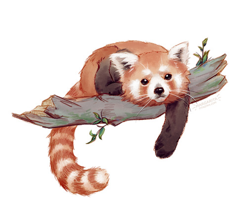  Finally had a mood to draw a sketch of red panda, I am still planning an animation with this guy, g